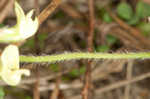 Bearded milkvetch